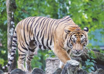 Survei Harimau Kebangsaan Pertama yang dijalankan dari 2016 hingga 2020 mendapati
bilangan Harimau Malaya di hutan Malaysia adalah kurang dari 150 ekor.