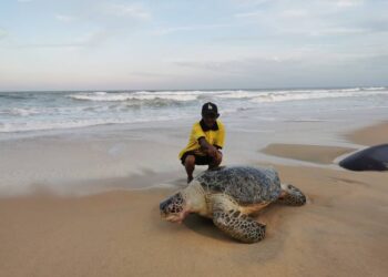 CHE Wan Suhaimi menunjukkan bangkai penyu agar yang ditemukan di Pantai Penunjuk, Kijal di Kemaman, Terengganu.- UTUSAN/NIK NUR IZZATUL HAZWANI NIK ADNAN