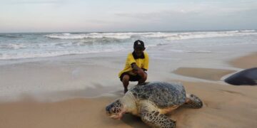 CHE Wan Suhaimi menunjukkan bangkai penyu agar yang ditemukan di Pantai Penunjuk, Kijal di Kemaman, Terengganu.- UTUSAN/NIK NUR IZZATUL HAZWANI NIK ADNAN