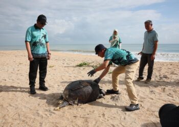 SEEKOR penyu agar ditemukan mati terdampar oleh kakitangan Majlis Bandaraya Kuala Terengganu (MBKT) di Pantai Seberang Takir, Kuala Nerus, Terengganu. - UTUSAN/PUQTRA HAIRRY