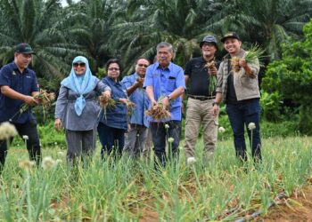 BAWANG MALAYSIA... MOHAMAD Sabu menunjukkan hasil tuaian bawang ros yang dituai dekat tapak Projek Tanaman Bawang Rose Ehsan PKPS di Selangor Fruit Valley, di Kuala Selangor, Selangor, semalam. - MINGGUAN/SYAKIR RADIN