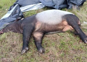 TAPIR jantan dewasa yang ditemukan mati di Kilometer 289.1 Lebuhraya Pantai Timur 2 berhampiran Chukai, Kemaman di Terengganu. - UTUSAN/NIK NUR IZZATUL HAZWANI NIK ADNAN