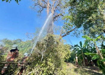 ANGGOTA bomba dan penyelamat melakukan operasi memadam pokok cengal dipercayai berusia 200 tahun yang terbakar sejak Isnin lepas di Kampung Kedah, Guar Kepayang di Pendang, Kedah.