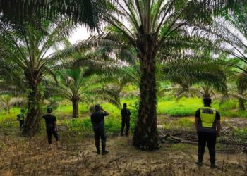 KERJA-KERJA Mencari dan Menyelamat seorang lelaki warga emas yang dilaporkan hilang selepas memasuki kebun kelapa sawitnya di Batu 17 Jalan Kluang-Kluang giat dijalankan pasukan penyelamat.