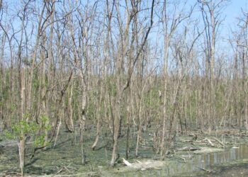 KEADAAN pokok bakau yang mati di Kuala Sungai Pinang, Balik Pulau, Pulau Pinang.