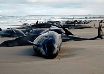 GAMBAR edaran Jabatan Sumber Asli dan Alam Sekitar Tasmania menunjukkan ikan lumba-lumba terdampar di pantai berhampiran Sungai Arthur di pantai barat Tasmania, semalam.- AFP