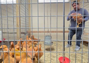 SEORANG pekerja memegang seekor ayam betina yang dijual di Wabash Feed & Garden di Houston, Texas.-AFP