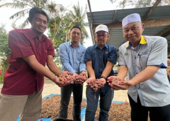 RAZALI Saad (kanan) menunjukkan hasil bawang merah yang dituai selepas Perlis 
melaksanakan projek rintis penanaman bawang pertama di negeri ini sejak tahun lalu di Kampung Rambai, Padang Siding, Arau, Perlis semalam.-UTUSAN/MOHD. HAFIZ ABD. MUTALIB