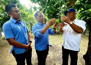 SHAHRIZAN Sudirman (dua dari kiri) meninjau buah mempelam harumanis di Pusat Agropelancongan Y.A Harumanis, Kampung Baru Panggas, Padang Besar, semalam.- UTUSAN/ASYRAF MUHAMMAD