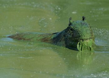 SEEKOR Capybara diselaputi lendir hijau ketika berenang di perairan tasik Salto Grande di Argentina.-AFP