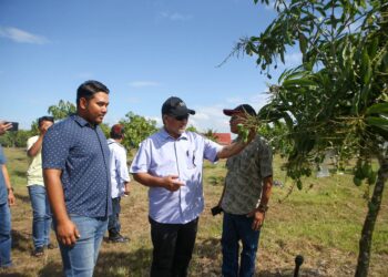 DZOWAHIR Ab. Ghani (tengah) melihat buah mempelam harumanis ketika membuat lawatan kerja ke Ladang Mempelam Usima Agriculture Sdn. Bhd., Alor Setar, Kedah. - UTUSAN/ SHAHIR NOORDIN