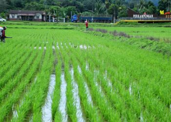 HASIL tuaian padi yang masih belum mencukupi di Negeri Sembilan menjadi faktor sebuah kilang memproses padi masih belum dapat dibina di negeri ini.