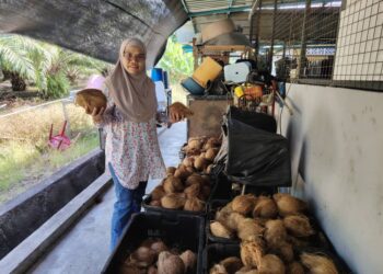 HALINDA Haron menunjukkan kelapa yang diimport dari Indonesia bagi menampung kekurangan bekalan kelapa tempatan di Lorong Tengah, Kampung Rimba Terjun, Pontian, Johor.