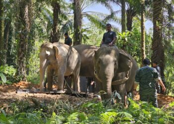 DUA gajah denak, Suria dan Indah digunakan bagi memujuk dan menarik gajah liar untuk dipindahkan ke Taman Negeri Royal Belum di Gerik. - UTUSAN