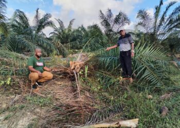 ISMAYATIM Ahmad (kanan) bersama seorang pekerja ladang menunjukkan pokok sawit yang musnah akibat diceroboh kawanan gajah liar di Ladang Felcra Sri Galong di Jerantut, Pahang. – UTUSAN/HARIS FADILAH AHMAD