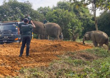 SEEKOR gajah jantan yang menceroboh Taman Pertanian Negeri Sekayu, Hulu Terengganu, dipindahkan ke habitat hutan semula jadi yang lebih sesuai, semalam. – UTUSAN/NOOR HAYATI MAMAT.