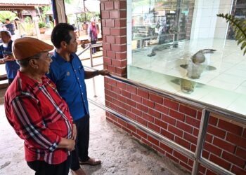 RUZAIDI Mamat (kanan) melihat ikan bersaiz gergasi yang dikenali sebagai arapaima gigas di Zoo Rimba Razia, Kuala Berang, Hulu Terengganu. - UTUSAN/PUQTRA HAIRRY