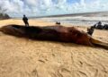 BANGKAI paus yang ditemukan terdampar di Pantai Sungai Miang di Pekan, Pahang.