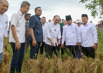 ANWAR Ibrahim meninjau sawah padi yang baru dituai selepas melancarkan Majlis Peluncuran Projek Pembangunan Infrastruktur Bagi Menyokong Penanaman Padi 5 Musim Dalam Tempoh 2 Tahun di Kawasan Muda Fasa 1 di Pida 4 dekat Ayer Hitam, Kedahsemalam. - UTUSAN/SHAHIR NOORDIN