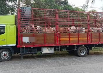 LEMBU seludup yang dirampas PGA selepas menahan sebuah lori di Kampung Lalang Pepuyu, Tanah Merah, Kelantan semalam-IHSAN PGA.