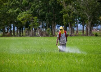 KERAJAAN akan mengumumkan harga lantai padi minggu depan.-GAMBAR HIASAN