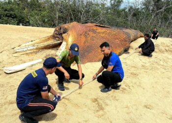 BANGKAI paus yang ditemukan terdampar di Pantai Sungai Miang di Pekan, Pahang. – UTUSAN/SHAIK AHMAD RAZIF