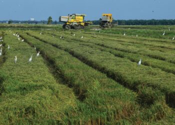 PELARASAN harga lantai padi dari RM1,300 ke RM1,500 satu tan metrik membawa pelbagai implikasi bagi pesawah, masyarakat, dan ekonomi negara.