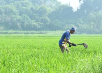 KERAJAAN perlu membantu golongan pekebun kecil dan petani bagi memastikan keterjaminan makanan di dalam negara.