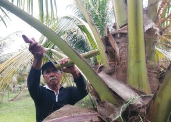 LONG Muda menyadat mayang pokok kelapa bagi menghasilkan manisan nira di Kampung Batu Putih, Marang, Terengganu. – UTUSAN/NOOR HAYATI MAMAT