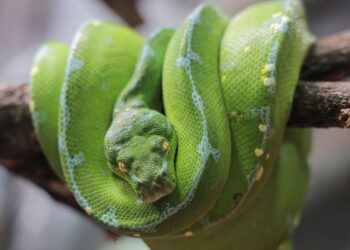 ULAR sebagai simbol dalam banyak peribahasa mencerminkan sifat-sifat semula jadi reptilia itu yang kadangkala licik, berbahaya dan penuh misteri. 