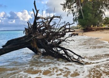 TUNGGUL kayu yang terbiar akibat hakisan mencacatkan pemandangan Pantai Cherating Lama, Cherating, Pahang.