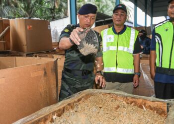 TIMBALAN Pengarah KDNKA (PGA), Datuk Mohamad Suzrin Mohamad Rodhi (kiri) ketika melihat kelongsong peluru yang diproses untuk mendapatkan tembaga pada operasi bersepadu di sebuah kilang logam yang beroperasi secara haram di kawasan Kampung Teluk Mengkuang di sini, hari ini. Gambar ISKANDAR ISHAK