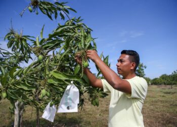 PENGURUS ladang, Ahmad Raimi Rasydan Mohd. Yusof melakukan proses membersihkan tangkai buah harumanis di Ladang Harumanis Usima Agriculture Sdn. Bhd., Alor Setar, Kedah. - UTUSAN/SHAHIR NOORDIN