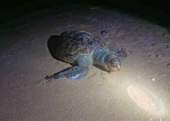 BANGKAI penyu agar yang ditemukan mati di pesisir Pantai Benting Lintang di Besut, Terengganu. - IHSAN GPI