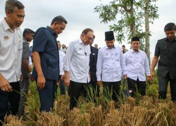 ANWAR Ibrahim melihat sawah padi yang baru dituai ketika Majlis Peluncuran Projek Pembangunan Infrastruktur Bagi Menyokong Penanaman Padi 5 Musim Dalam Tempoh 2 Tahun di Kawasan Muda Fasa 1 di Pida 4 Ayer Hitam, hari ini. - UTUSAN/ SHAHIR NOORDIN