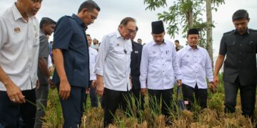 ANWAR Ibrahim melihat sawah padi yang baru dituai ketika Majlis Peluncuran Projek Pembangunan Infrastruktur Bagi Menyokong Penanaman Padi 5 Musim Dalam Tempoh 2 Tahun di Kawasan Muda Fasa 1 di Pida 4 Ayer Hitam, hari ini. - UTUSAN/ SHAHIR NOORDIN