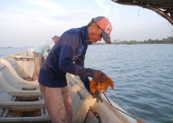 RAHMAT Lebai Marjab mengeluarkan belangkas yang tersangkut pada jaring di perairan Serkam Pantai, Jasin, Melaka. - UTUSAN/AMRAN MULUP