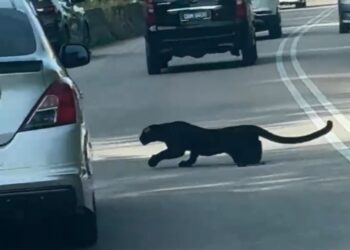 SEEKOR harimau kumbang sesat yang dipercayai dilanggar kenderaan di Jalan Gua Musang-Kuala Krai dekat Kem Semur, Gua Musang, Kelantan, semalam. - IHSAN PENGGUNA