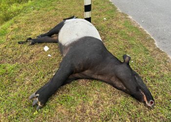 BANGKAI tapir betina yang ditemukandi tepi jalan di Kampung Paman, Kemaman, Terengganu. - UTUSAN/NIK NUR IZZATUL HAZWANI NIK ADNAN