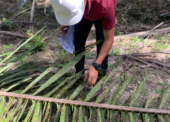 KAEDAH pencegahan serangan ulat bungkus dalam tanaman kelapa sawit memerlukan pendekatan bersepadu yang menggabungkan kawalan biologi dan kimia secara sistematik.