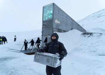 ANTARA benih warisan yang disimpan di Bilik Kebal Svalbard ialah benih padi, terung dan kacang panjang. - FACEBOOK MARDI