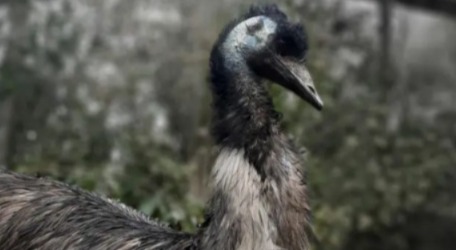 Burung emu tertua di dunia mati pada usia 44 tahun