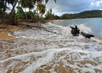 ANTARA pokok kelapa dan ru tumbang yang mencemarkan persekitaran Pantai Cherating Lama
di Cherating, Kuantan, Pahang.