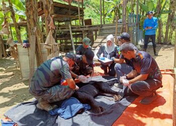 SEEKOR harimau kumbang yang berjaya ditangkap di Kampung Tumang, Johol, Kuala Pilah pagi tadi.-UTUSAN/NOR AINNA HAMZAH.