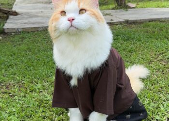 Bergelar kucing pertama menjadi model baju raya kucing jenama Bulan Bintang.