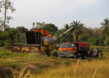 SEBUAH jentera memindahkan tuaian padi ke sebuah lori sebelum dihantar ke kilang setelah aktiviti menuai dilakukan di Kampung Aceh di Kuala Nerang.-UTUSAN/ SHAHIR NOORDIN