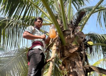 BADRUL AMIN Hassan mengutip hasil nira di Kampung Darang Buaya, Pasir Puteh, Kelantan. – UTUSAN/TOREK SULONG