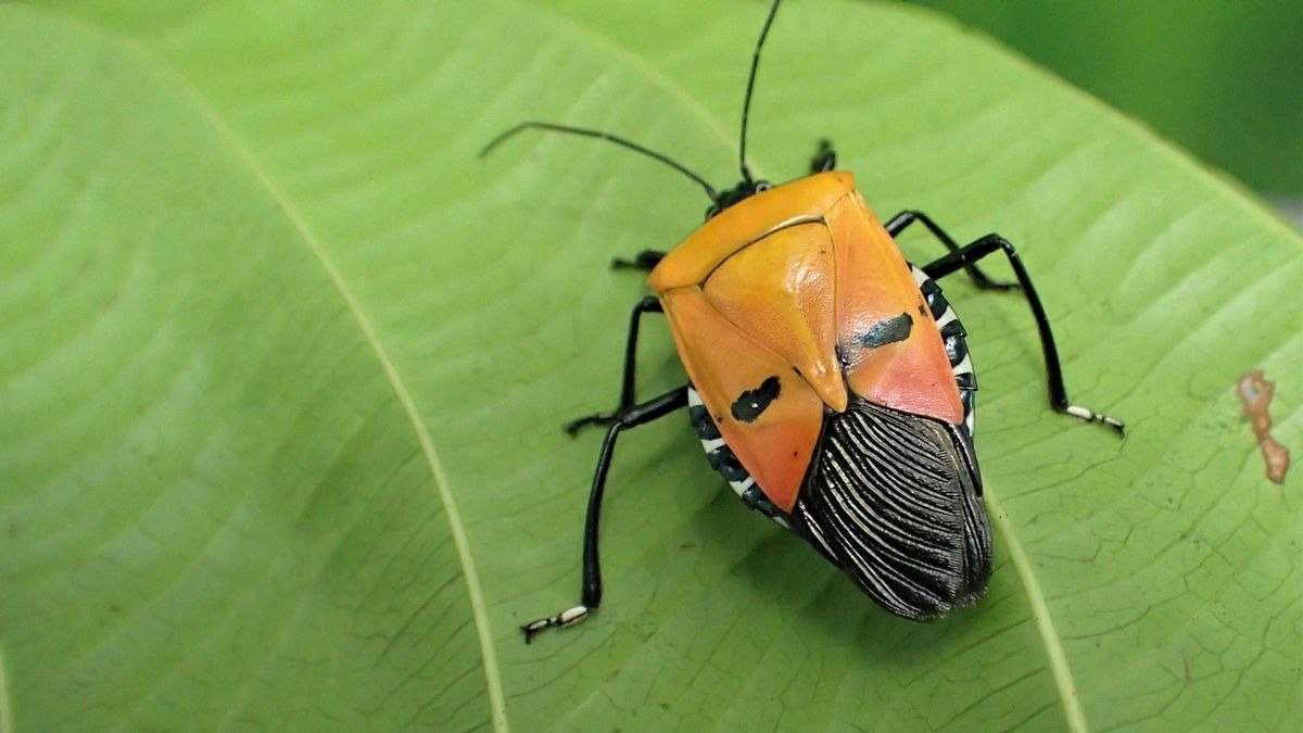 Spesies kumbang Catacanthus Incarnatus dinamakan sebagai Hitler