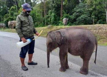 SEORANG petugas PKGK menyantuni seekor anak gajah yang dipelihara di pusat konservasi itu ketika banjir melanda sekitar kawasan. – Foto ihsan Perhilitan