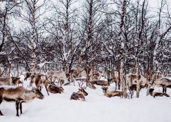 SWEDEN bakal membina puluhan jambatan untuk membolehkan kawanan rusa melintas dengan selamat di landasan kereta api ketika mencari makanan. - AGENSI